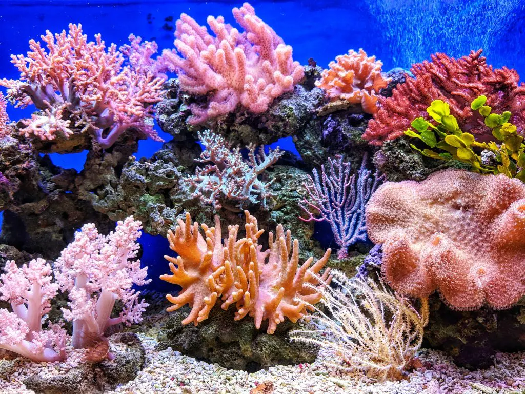 biomimética