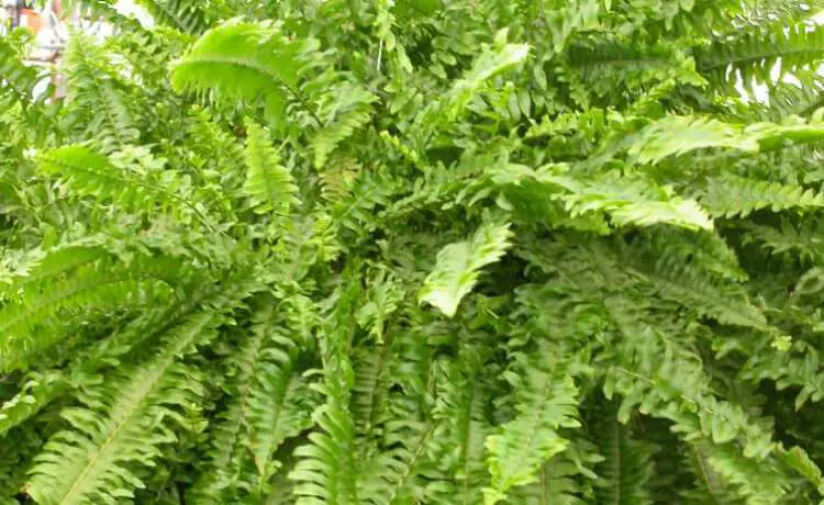 Samambaia-de-boston (Nephrolepsis exaltata bostoniensis) plantas que purificam o ar