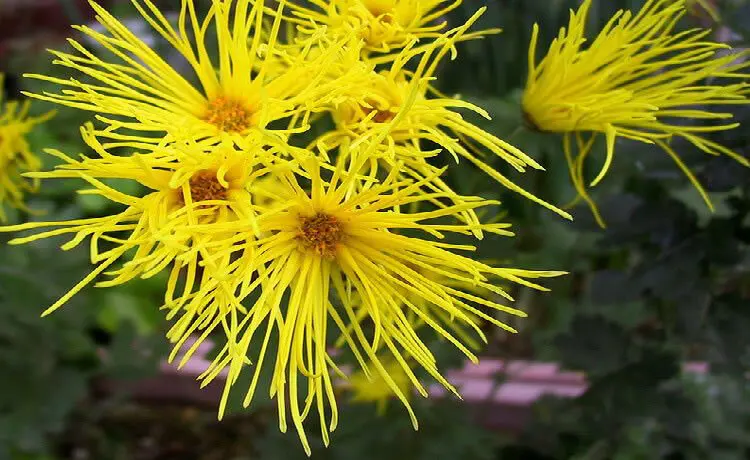 Crisântemo (Chrysanthemum morifolium) plantas que purificam o ar