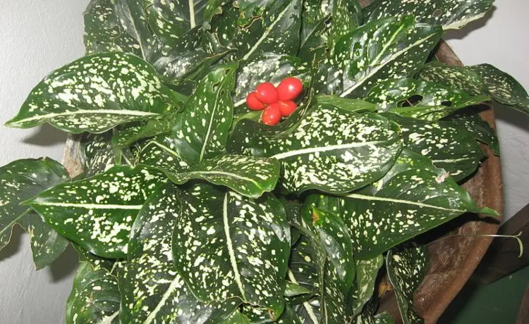 Plantas venenosas