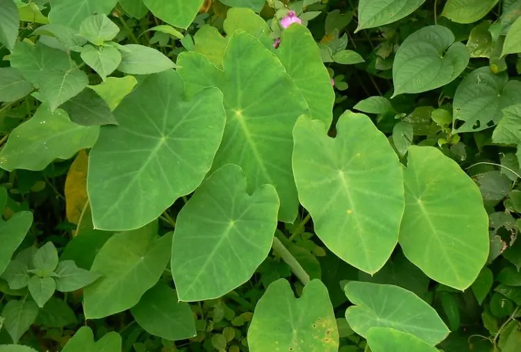 taioba