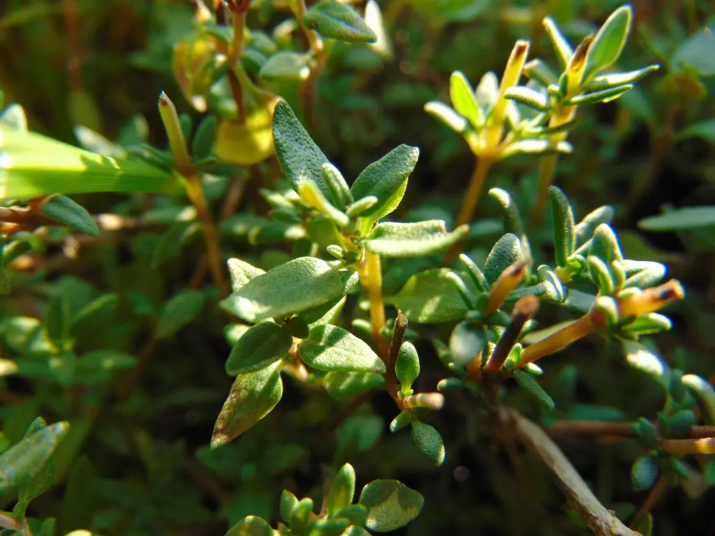 Remédios naturais