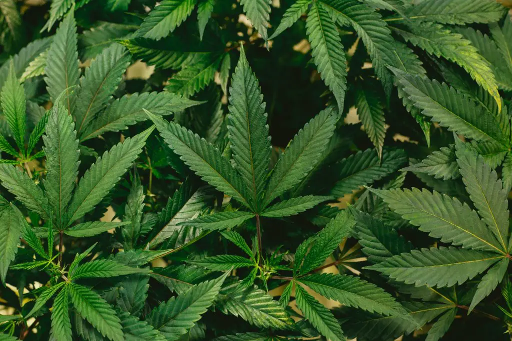ganja yoga