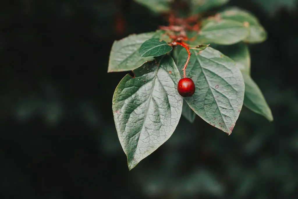 Cotoneaster franchetii