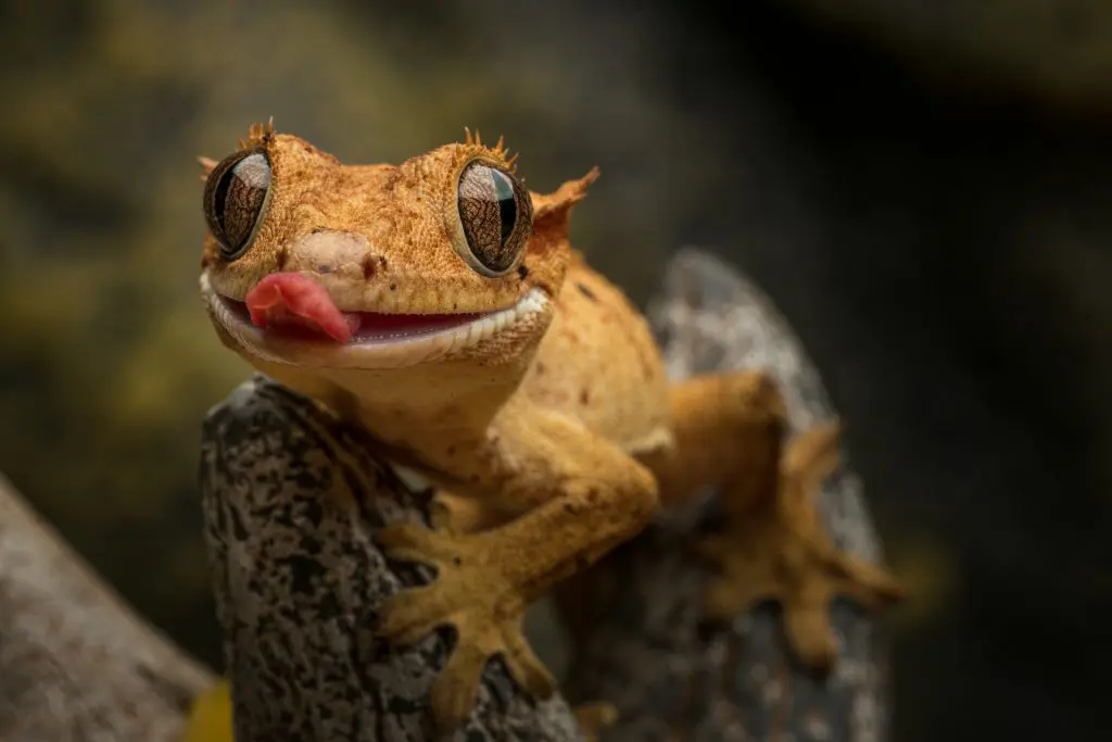 Lagartixa-de-crista amarelo com a língua de fora, um dos animais de estimação silvestres comum