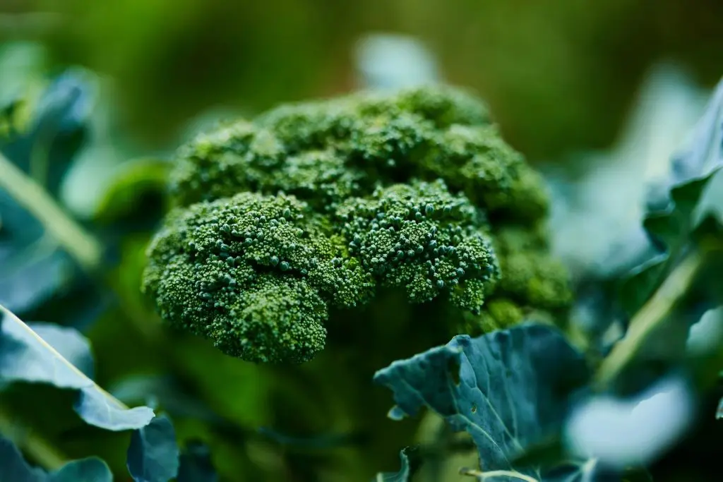 alimentos ricos em proteínas